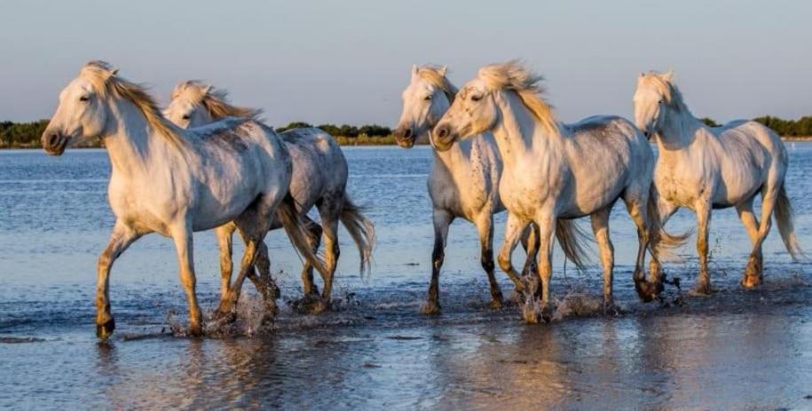 Entre Terre Et Mer Marsillargues Dış mekan fotoğraf